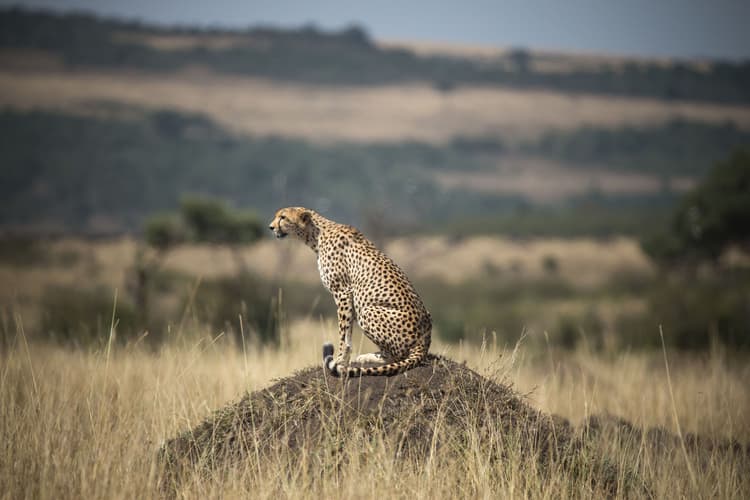 Imagen - Safari en Reserva Privada (área P. N. Kruger) en Inglés
