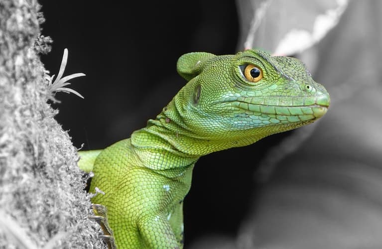 Image - Costa Rica dos Océanos - Self Drive (sin seguro)