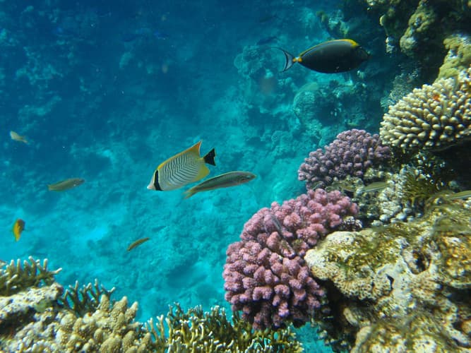 Image - El Cairo + 4 noches Crucero + Sharm El Sheik (Diario  - Vuelos Domésticos)