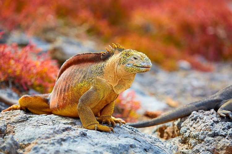 Imagen - Galapagos Ideal