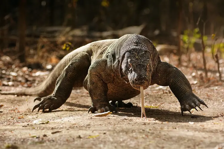 Image - Komodo Seraya Package