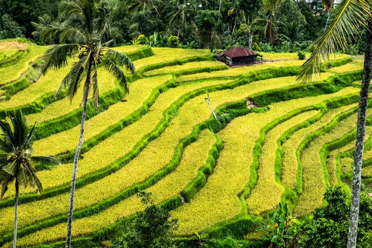 Bilde - New Bali Experience
