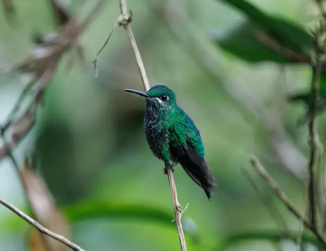 صورة - Safari Bahati