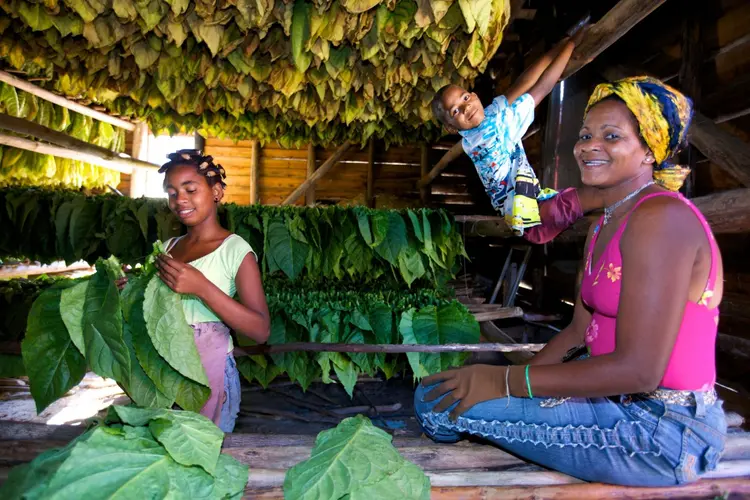 Изображение - La Vida Cubana