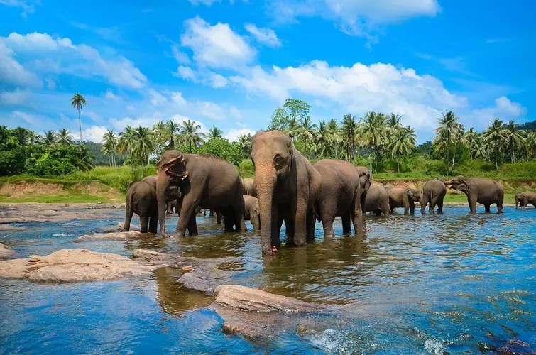 画像 - Island Highlights of Sri Lanka  - 05 Days -  04 Nights Package