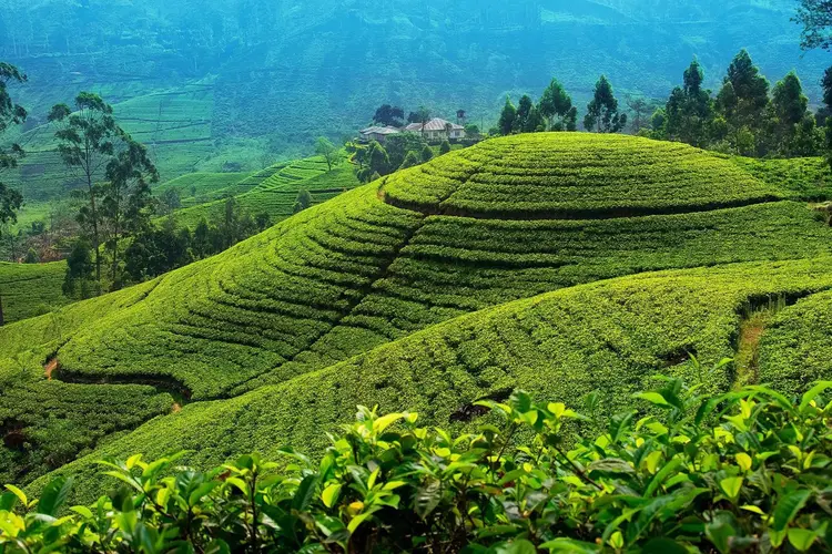 画像 - From Misty Hills to Golden Shores - 06 Days  - 05 Nights  Package