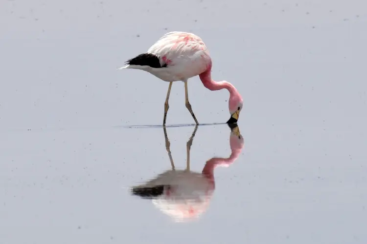 תמונה - San Pedro de Atacama - 4 Días, Laguna Cejar