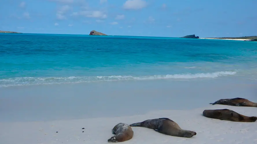 Şəkil - Galapagos Inter Islas Isabela y Santa Cruz 1 Navegacione - 5 Días