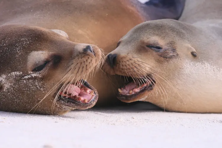 Şəkil - Galapagos Inter Islas Isabela y Santa Cruz 2 Navegaciones - 6 Días