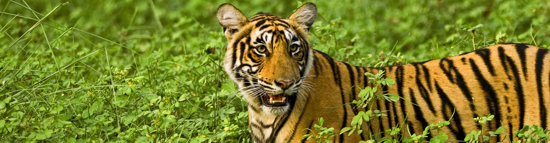 Kuva - Premium India in Depth