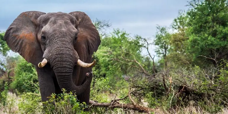 Kép - Journeys: Discover Kruger & Namibia