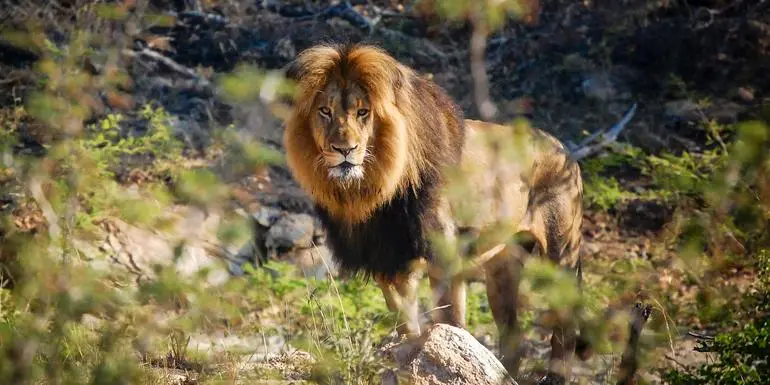 Imagem - Cape Town, Kruger & Zimbabwe