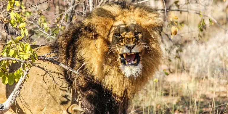 Kép - Kruger, Falls & Zimbabwe: Mineral Pools & National Parks