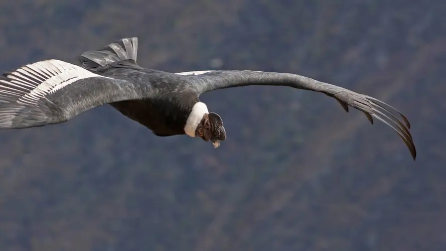Bilde - Peru classico, guida in lingua italiana
