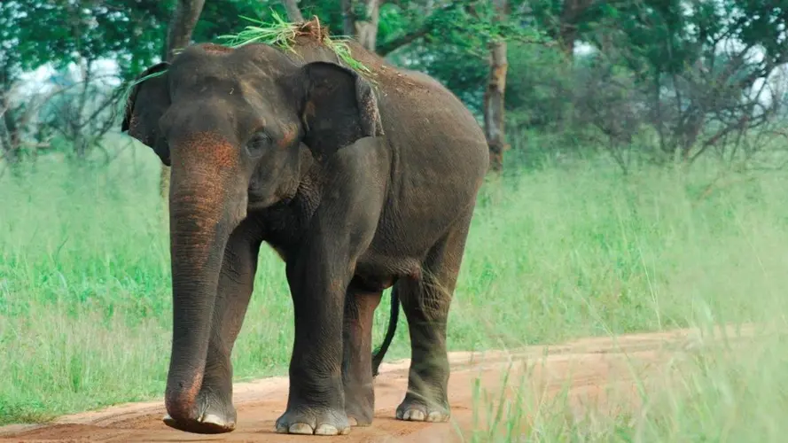 صورة - Experience the Diverse South of Sri Lanka, Private Tour