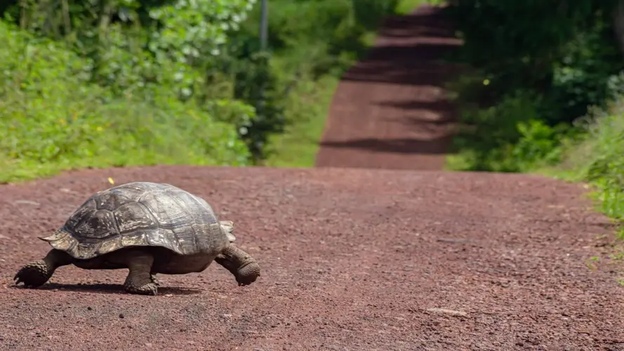 画像 - 4-Day Wildlife & Wonders of Galapagos