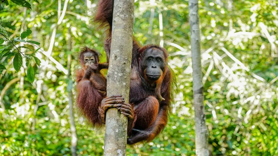 Image - Essence de la Malaisie & Jungle de Bornéo - 11 jours / 10 nuits
