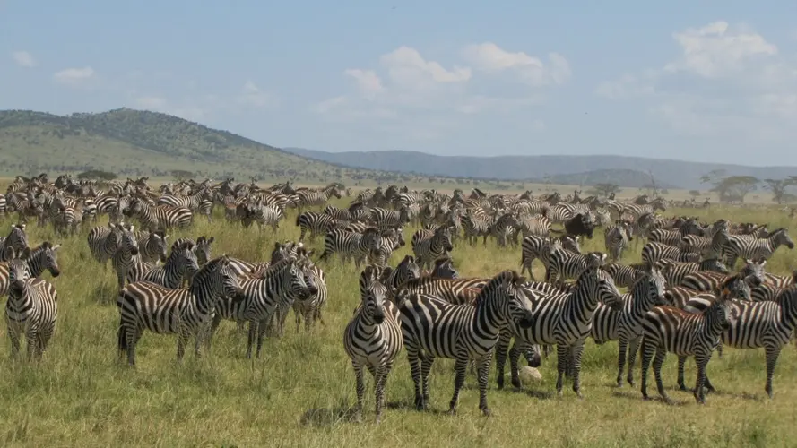 Podoba - Combiné du Mara au Ngorongoro