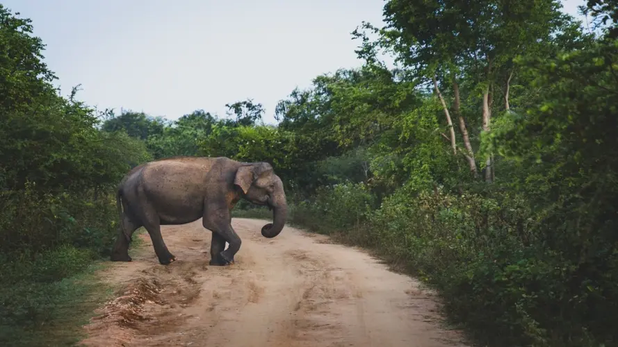 Image - Maravillas de Sri Lanka