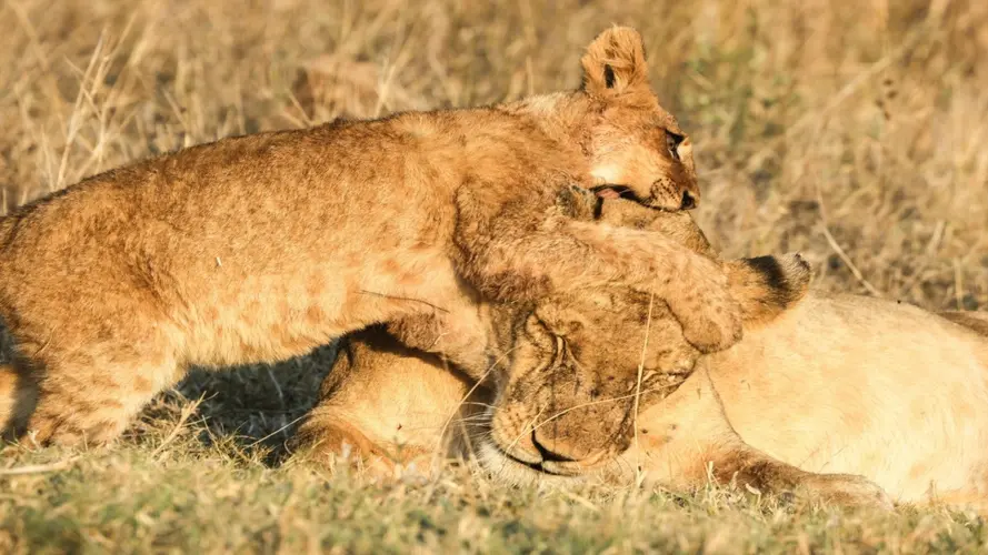 圖像 - Evasion Kenya Nakuru Masai Mara avec Extension Balnéaire