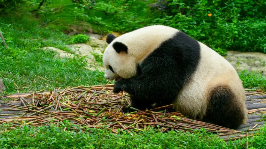 Image - PRIVATIF - Au pays des Pandas - Cat. 4*