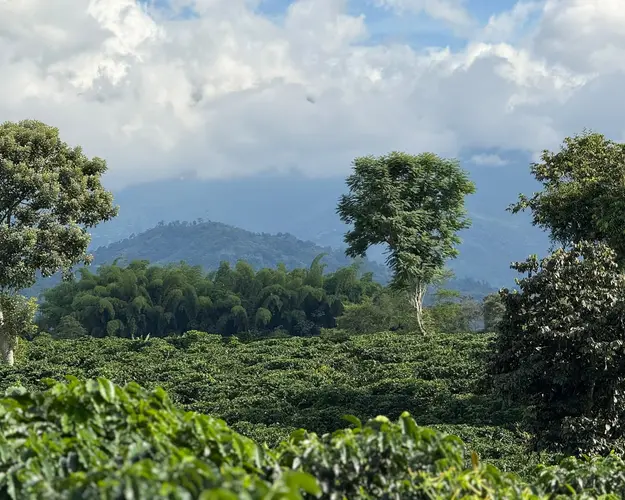 Kép - Discover the Coffee Cultural Landscape