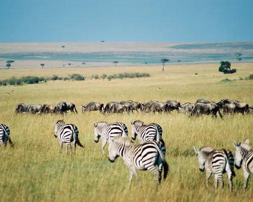 Kuva - EXPLORE KENIA Y TANZANIA  - AFRICA 