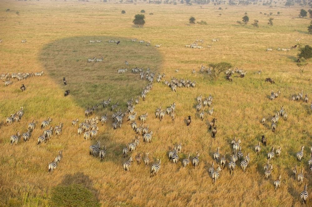 Serengeti Serena Safari Lodge