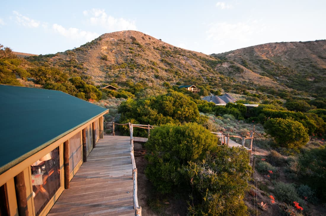 HillsNek Safari Camp - Amakhala Game Reserve