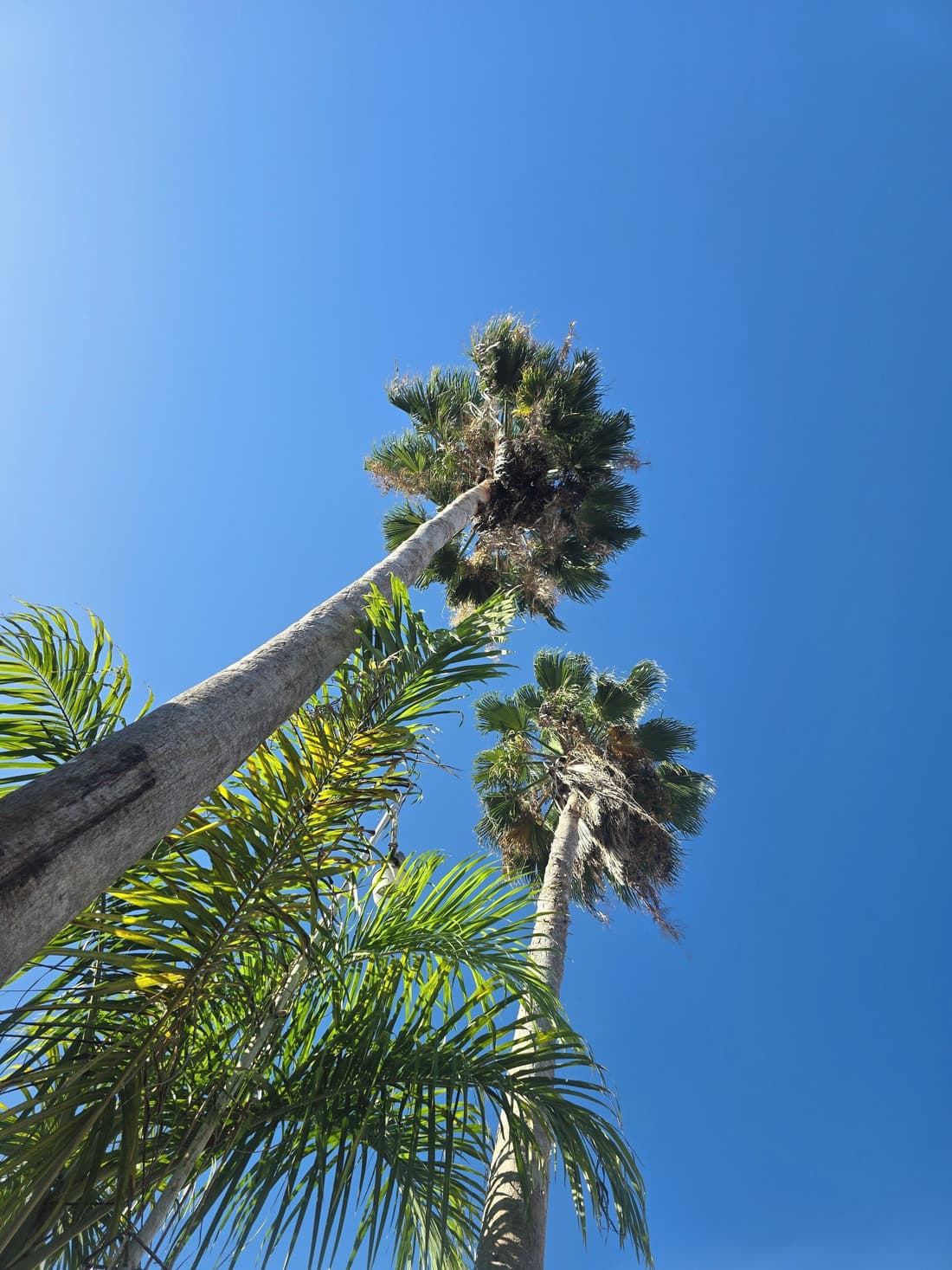 Sea Shell Palms