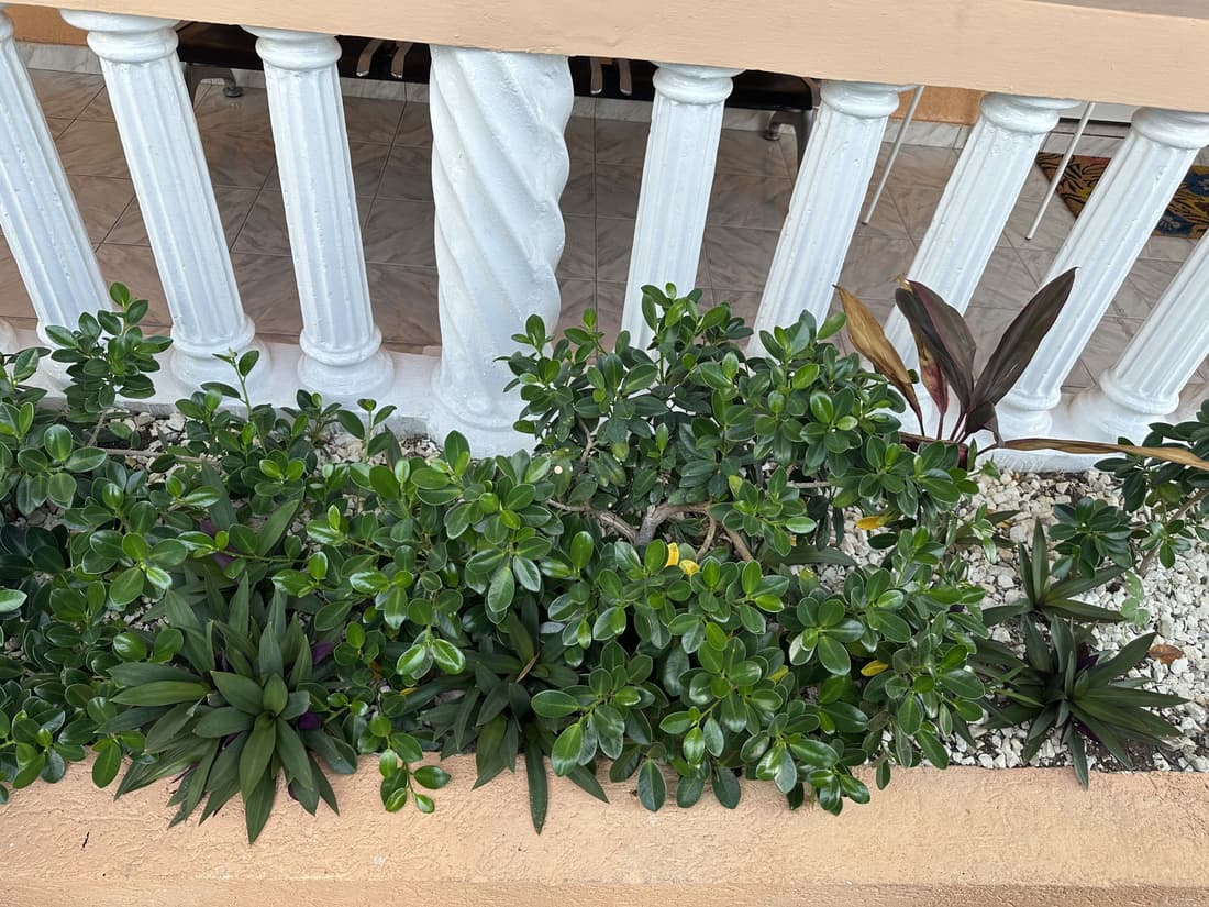 Remarkable 1-bed Apartment in Montego Bay
