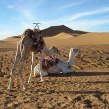 PALMERAS Y DUNAS