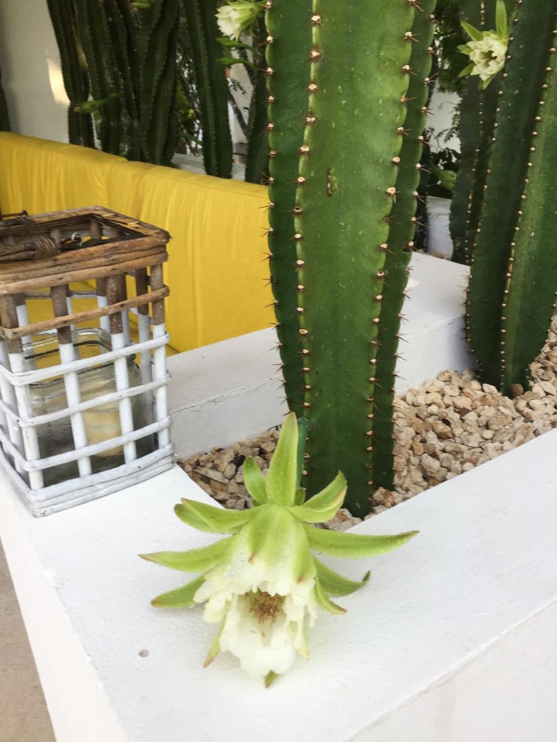 Luxury Private Villas , Private Pool, Private garden, Jacuzzi, 24hours security