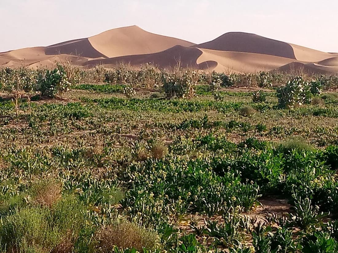 Chegaga Berber Camps