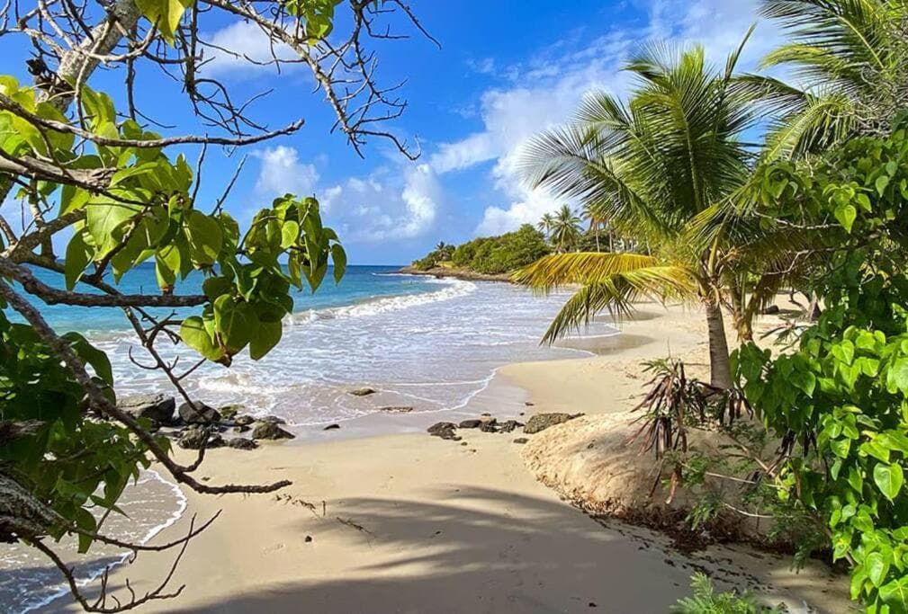 Joli studio le Caribbean Tropical