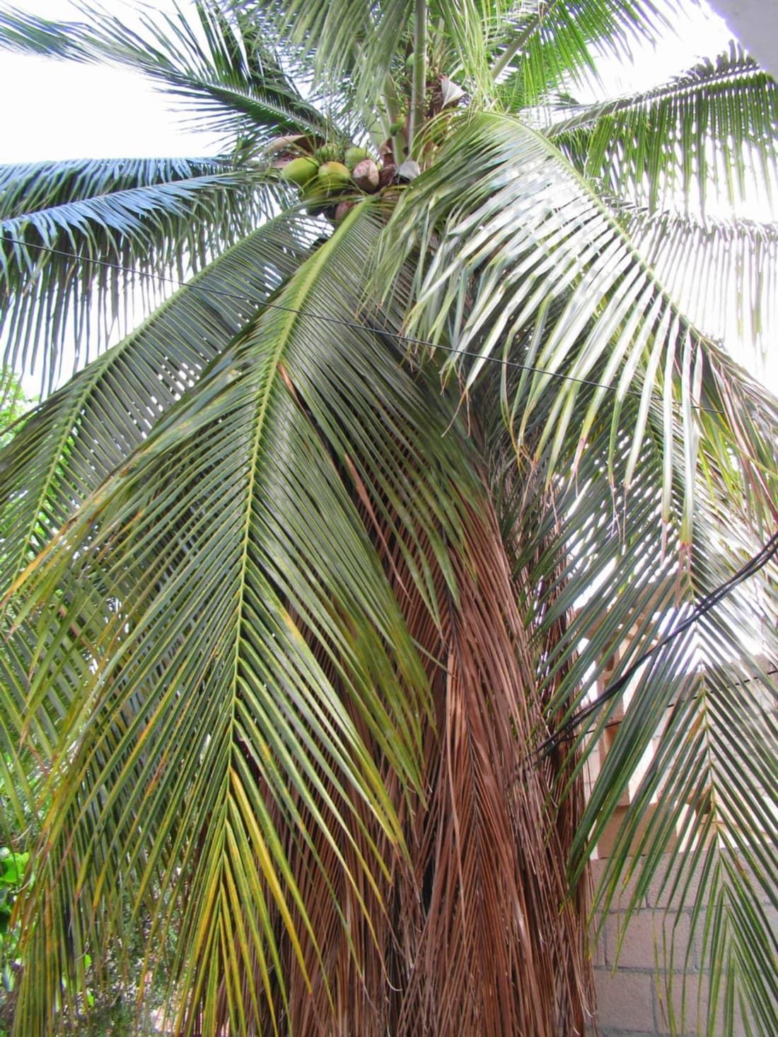 Cocos