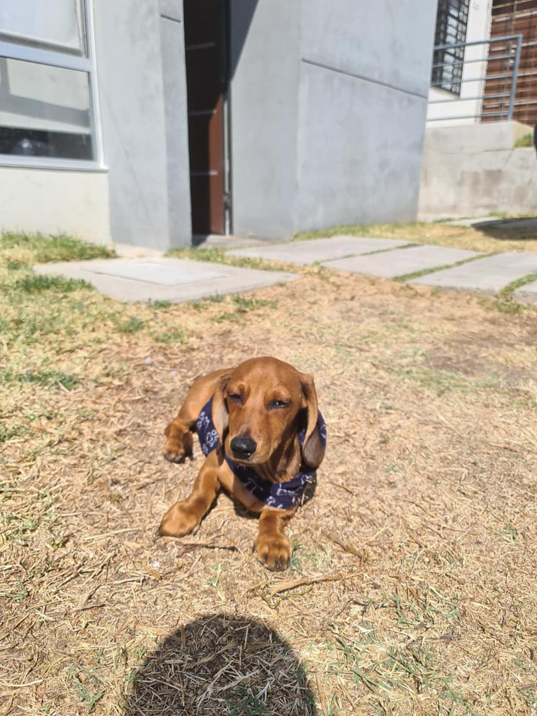 Casa Dachshound