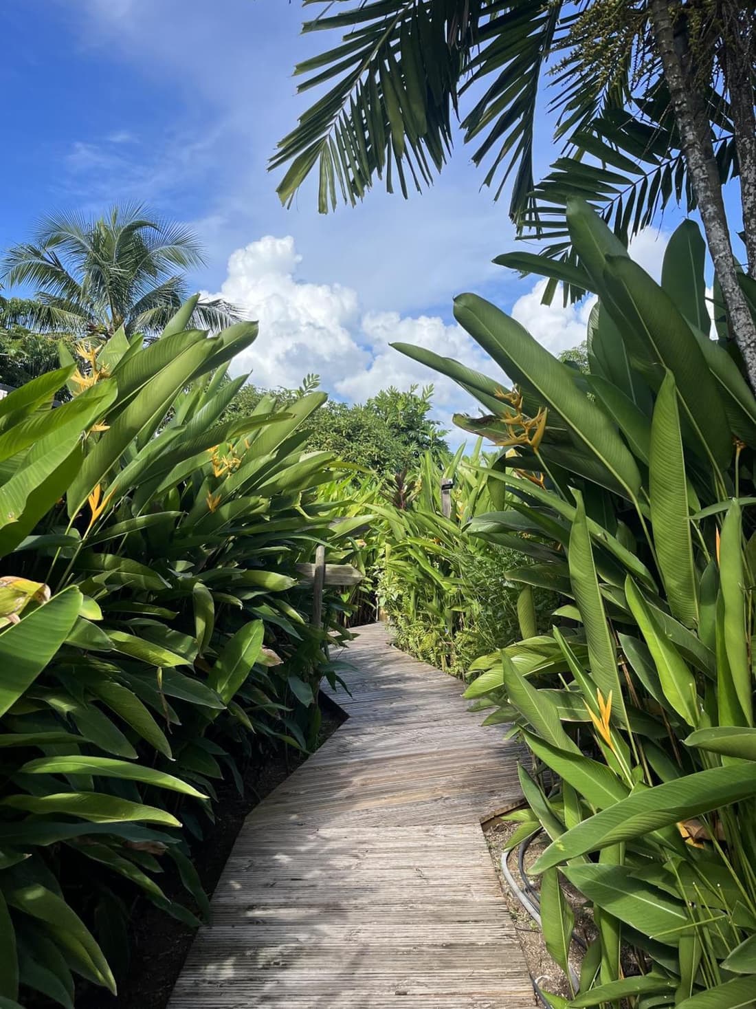 Eden Paradise Spa Ecolodge