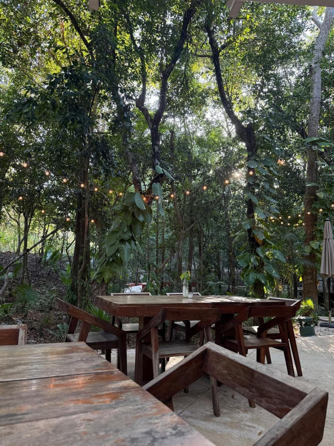 Selva Tulum - HiveNB