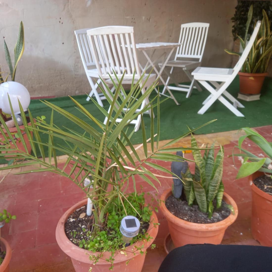 Clavelina Economy Room calle Julio Antonio