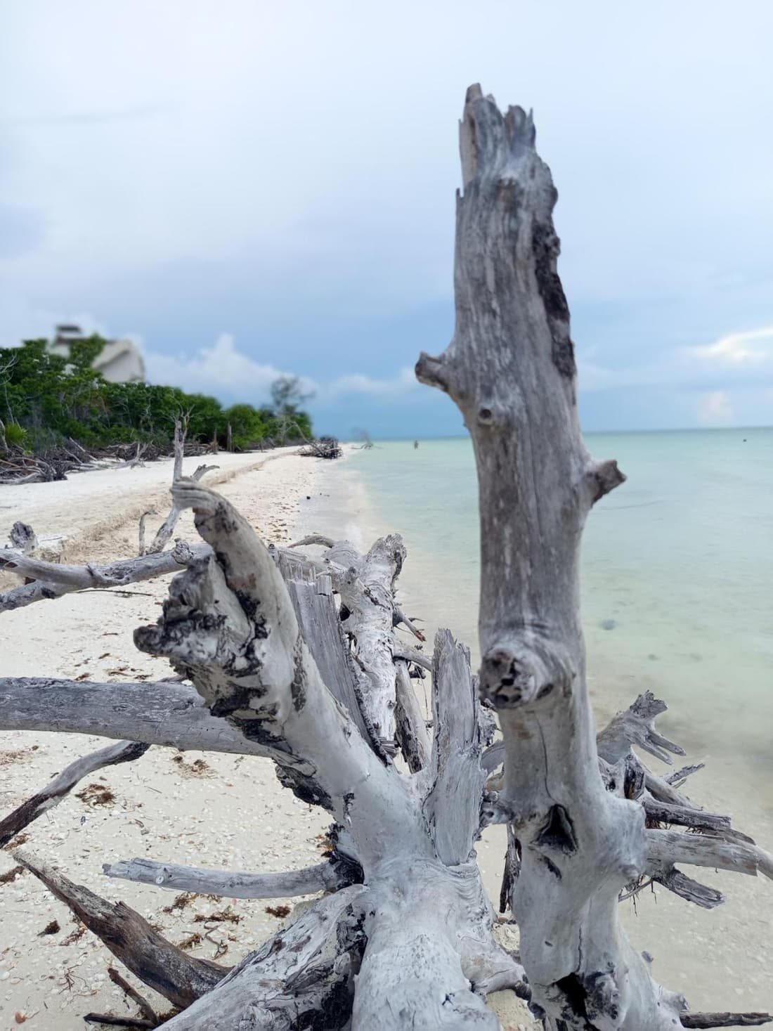 Mi habitat holbox-Maravilla natural