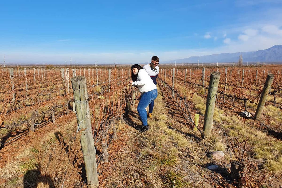 Tour por la zona vitivinícola del Camino del Vino El Sol