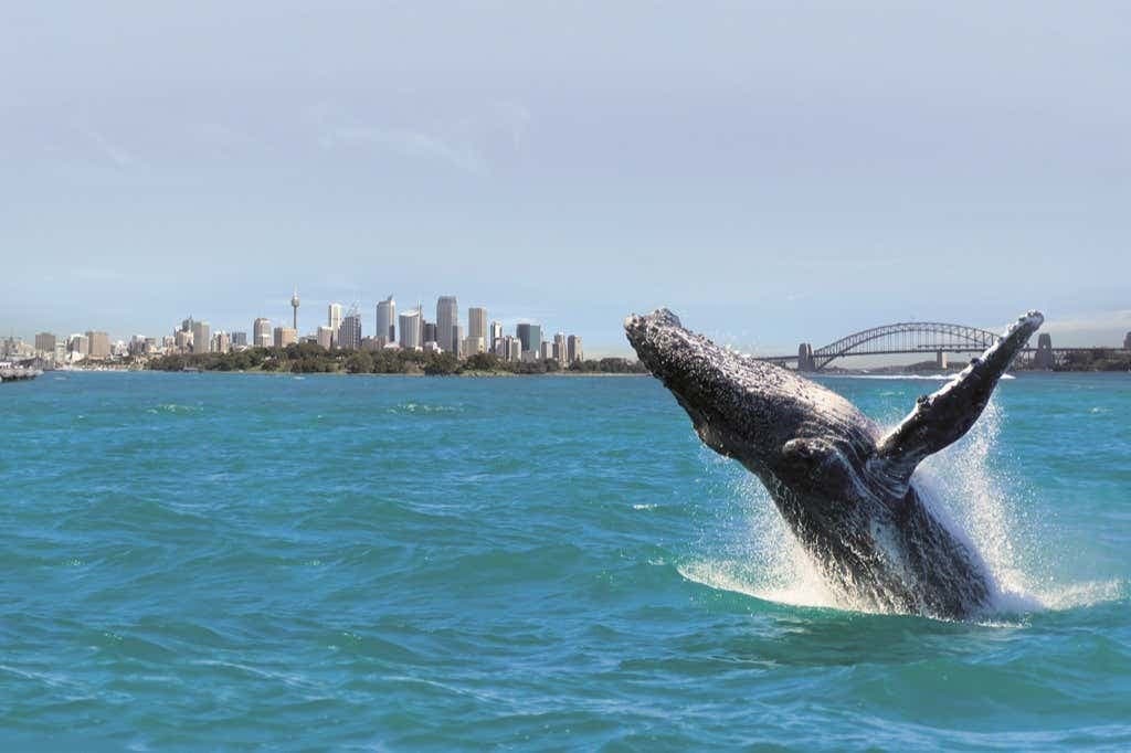 Sydney Whale Watching Tour