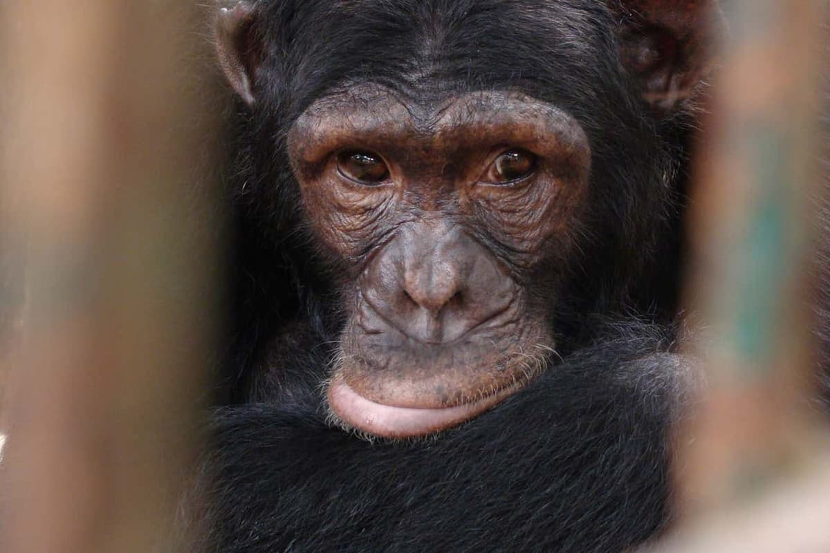 Chimpanzee Tour in Cameroon