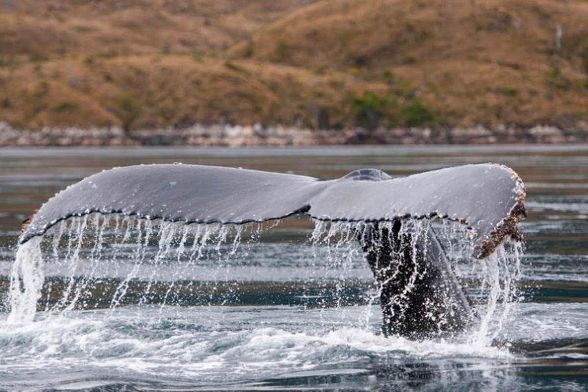 Avistamiento de ballenas en el estrecho de Magallanes
