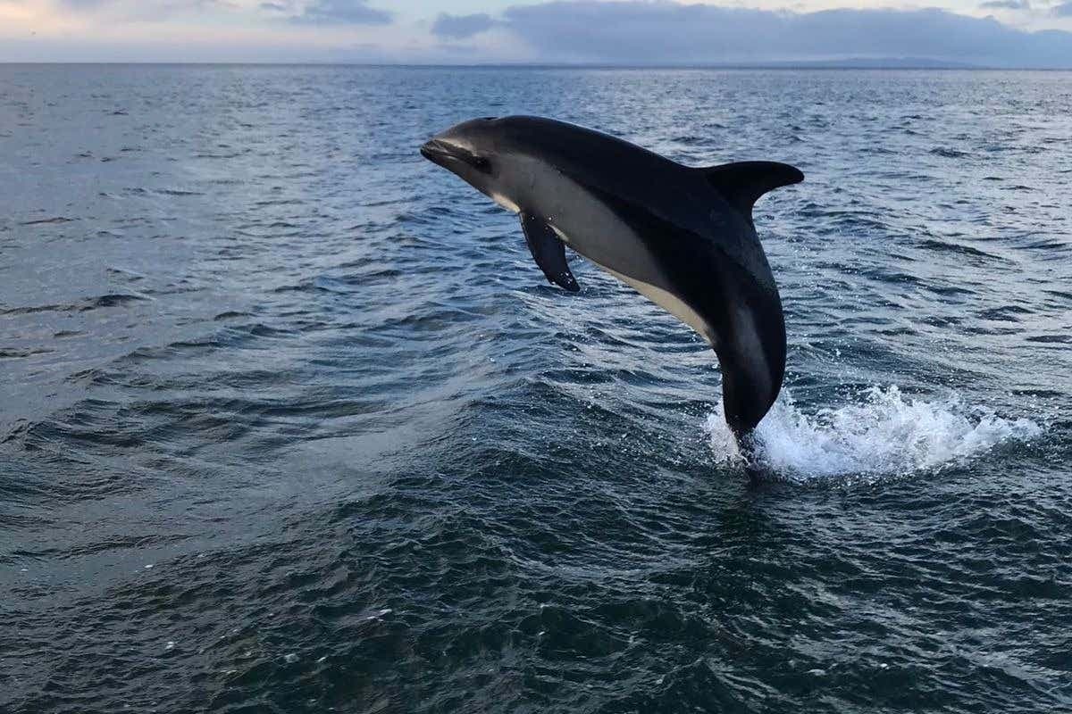 Avistamiento de delfines en el estrecho de Magallanes