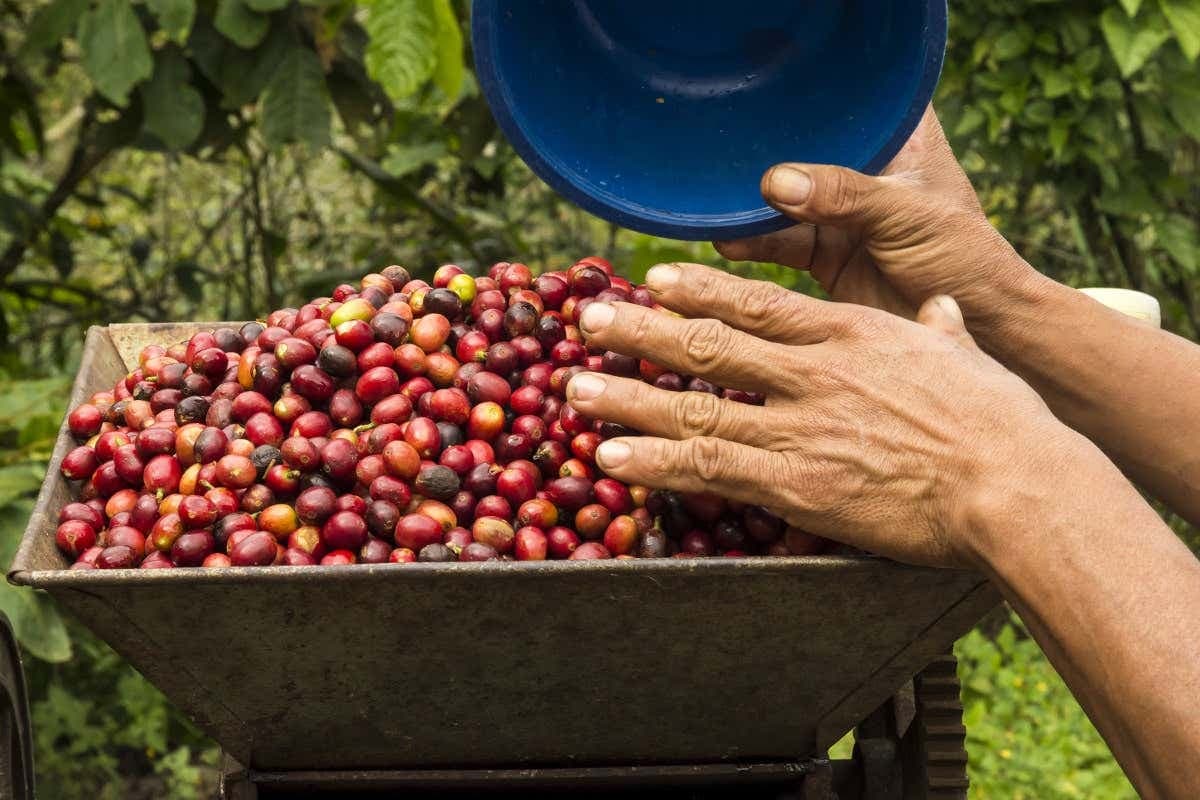 Excursión a los cafetales colombianos
