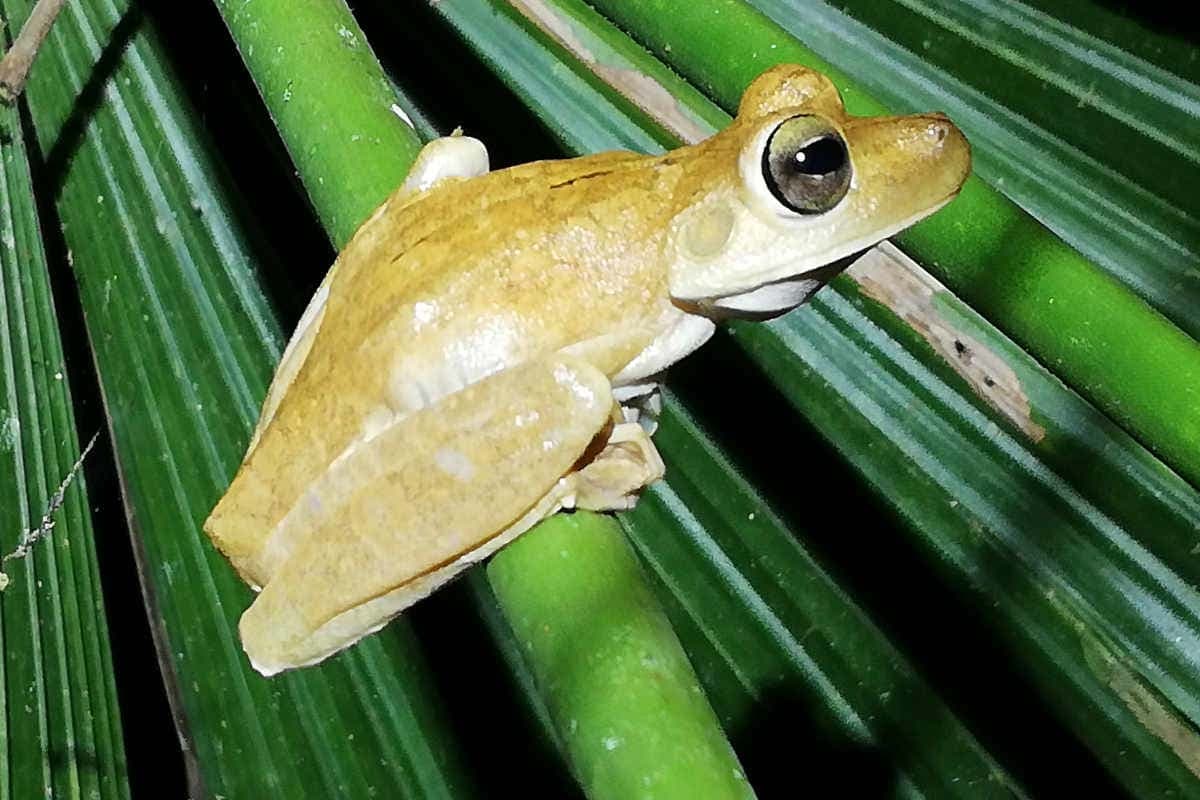 Senderismo nocturno por una reserva natural de Manuel Antonio