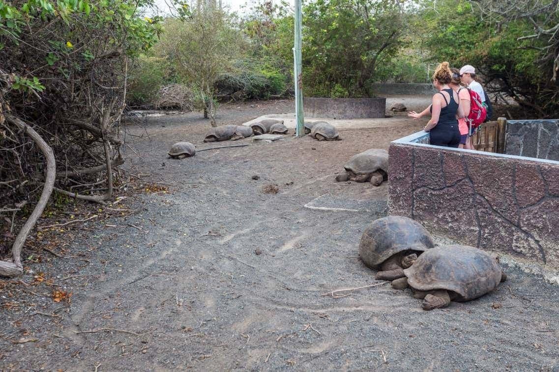 Isabela Island Tortoise Breeding Center Visit