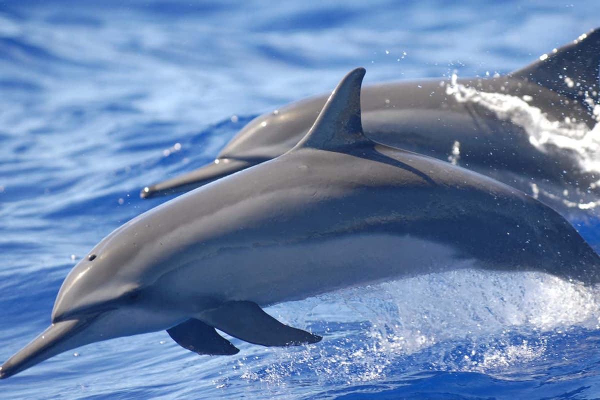 Giro in barca a Sataya Reef + Snorkeling con i delfini